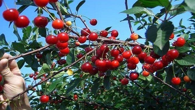 Коккомикоз вишни – описание, способы борьбы, сорта вишни, устойчивые к заболеванию