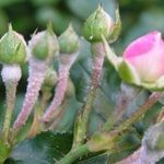 Мучнистая роса на розах: причины возникновения и способы борьбы с заболеванием