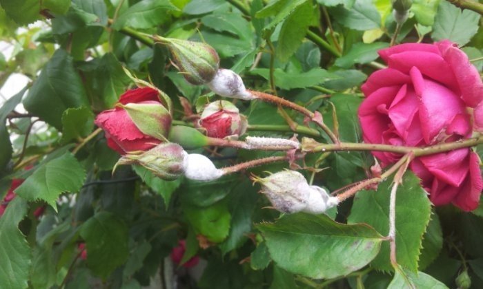 Роза плетистая файя лобби