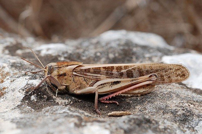 Locusta migratoria manilensis
