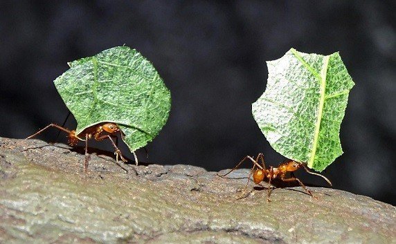 Муравьи листорезы муравейник