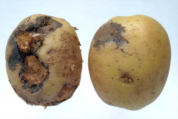 Болезни картофеля поражения клубней