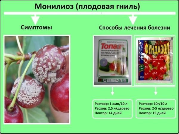 Заболевание вишни монилиоз