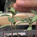 Плохо растет рассада петунии: способы стимуляции отстающих ростков