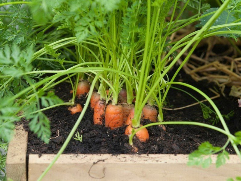 Морковка растет на грядке