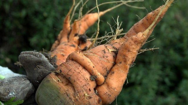 Подкормка моркови и свеклы в открытом грунте