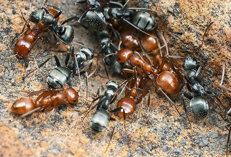 Красные и черные муравьи
