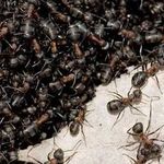 Садовые муравьи: отличительные черты и приносимый вред