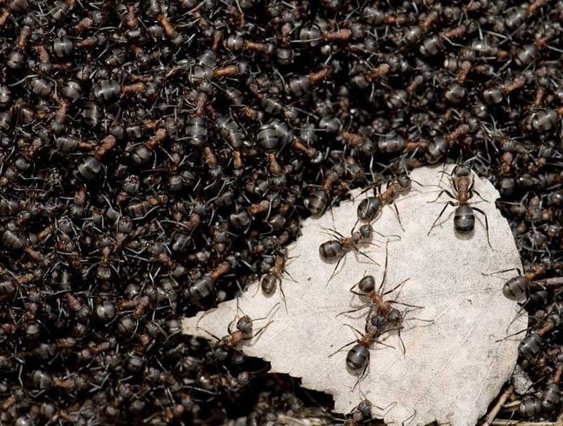 Сон муравьи ползают в доме много