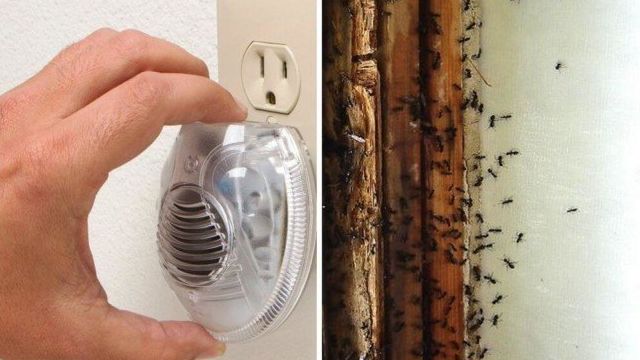 Ультразвук от муравьев в квартире: особенности современных устройств, принцип работы, эффективность