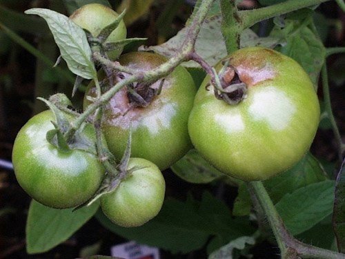 Фитофтора и гниль томатов
