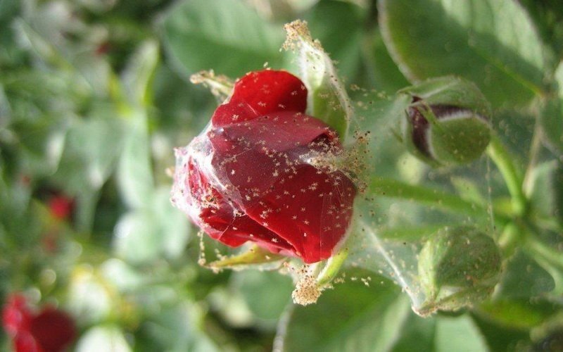Чем обработать розы для борьбы с паутинным клещом