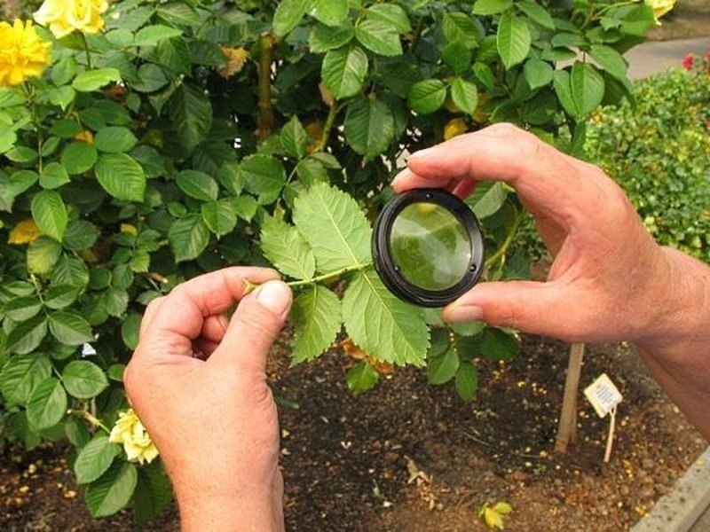 Специальная лупа для обследования виноградных листьев на болезни
