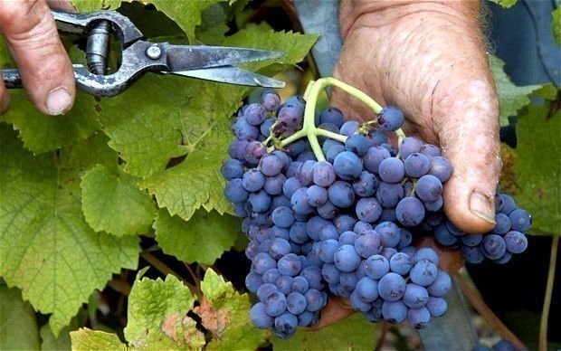 Виноград сорт винтер