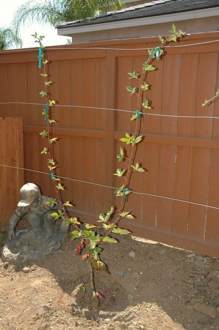 Подвязка лозы винограда весной