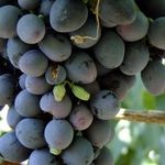 Характеристика сорта винограда «аттика»