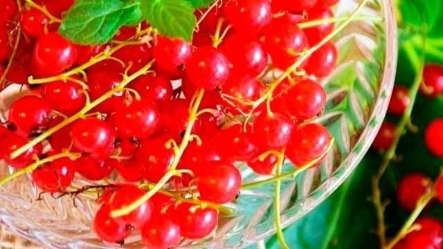 Как выращивать красную и белую смородину