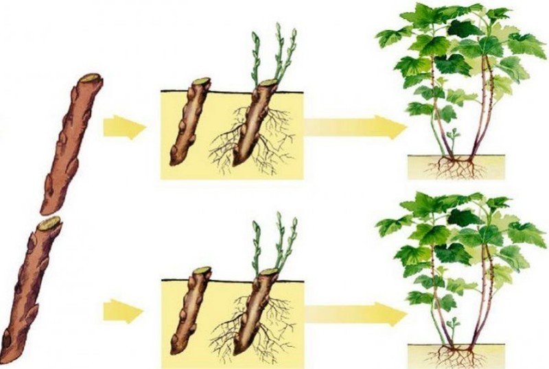 Вегетативное размножение растений стеблевыми черенками