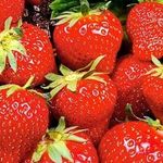 Клубника Ламбада: описание ягодного сорта и правила ухода за культурой