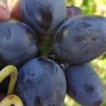 Описание сорта и особенности выращивания винограда «надежда АЗОС»