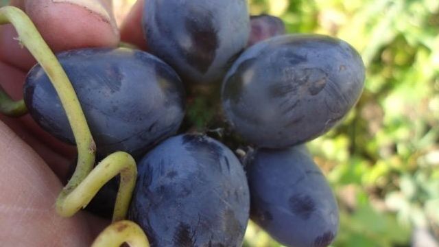 Описание сорта и особенности выращивания винограда «надежда АЗОС»