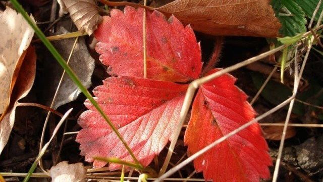Осенняя подкормка клубники после плодоношения
