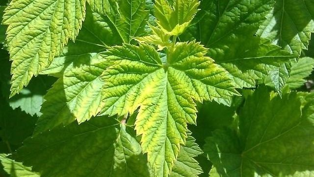 Полезные свойства листьев смородины и противопоказания