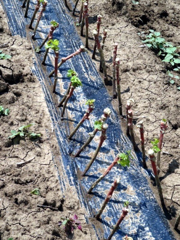 Высаживание черенков винограда весной