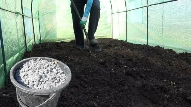 Выращивание арбузов в теплице — пошаговая инструкция, как выбрать сорт, как посадить и ухаживать, схемы и фото