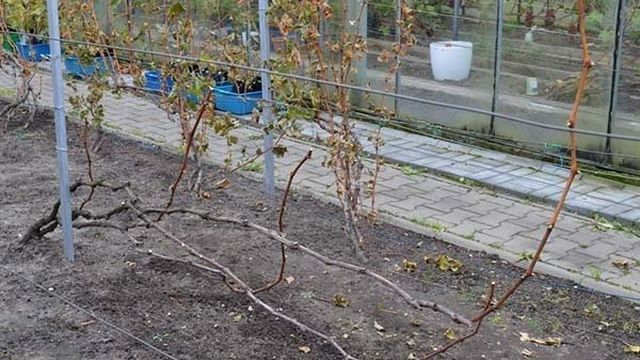 Правила обработки винограда осенью перед укрытием на зиму