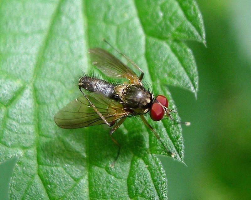 Свекольная минирующая муха