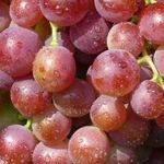 Сорт винограда Амурский прорыв: описание и особенности выращивания