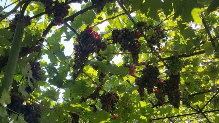 Виноградные гроздей распологтся