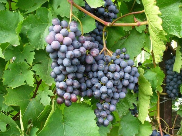 Кишмиш лучистый виноград