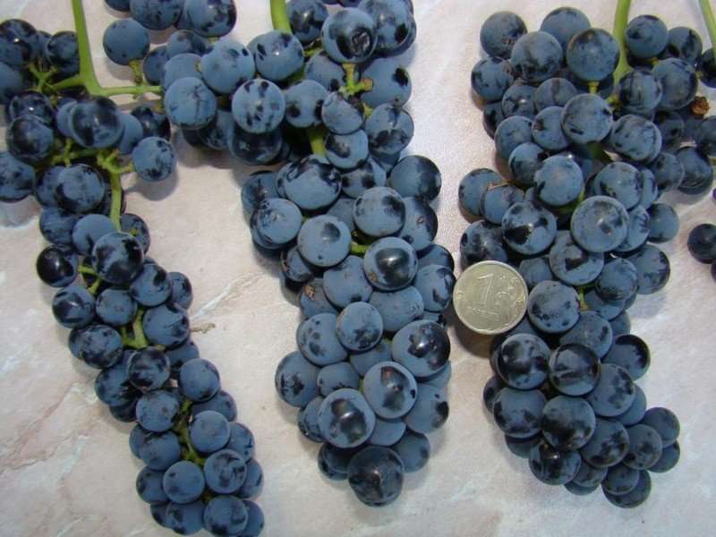 Неретинский сорт винограда