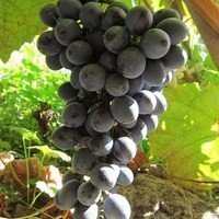 Винные сорта винограда