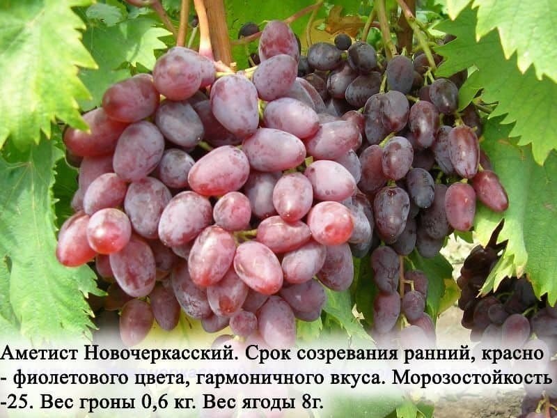 Виноград аметист новочеркасский