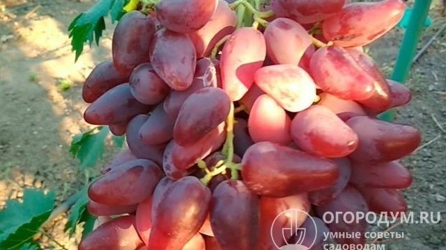 Виноград Дубовский розовый: описание сорта, фото, отзывы, видео, уход
