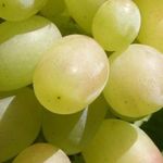 Виноград Кеша: описание сорта, посадка