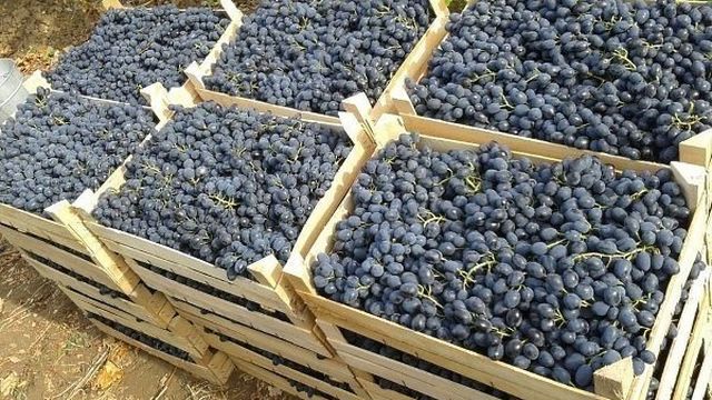 Виноград Молдова: описание сорта с характеристиками, фото и отзывами
