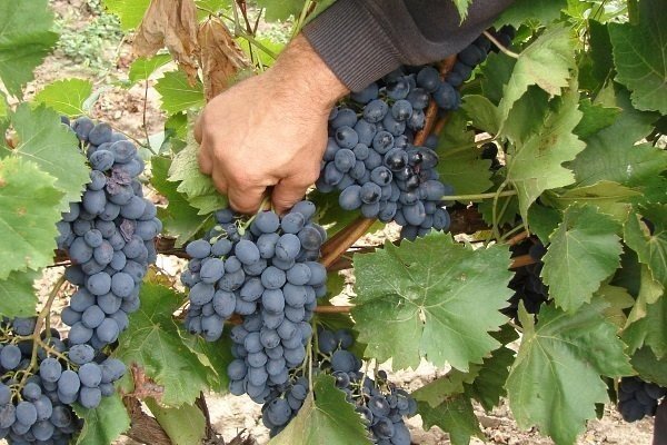 Сорт винограда молдова