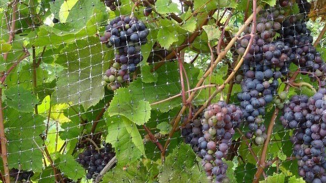 Виноград Сеня: что нужно знать о нем, описание сорта, отзывы