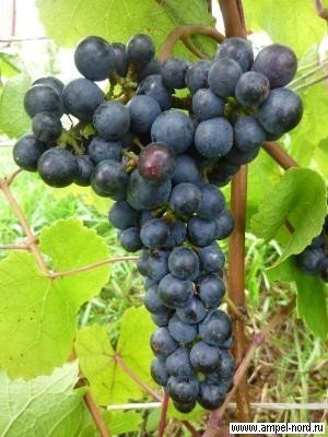 Сорт брускам виноград