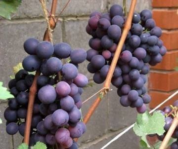 Сорта красного винограда