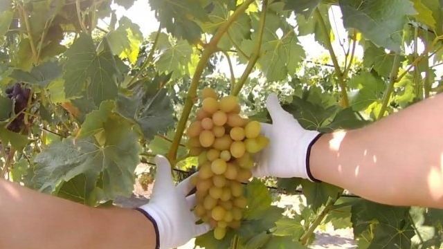 Виноград София: описание столового сорта винограда, уход и выращивание