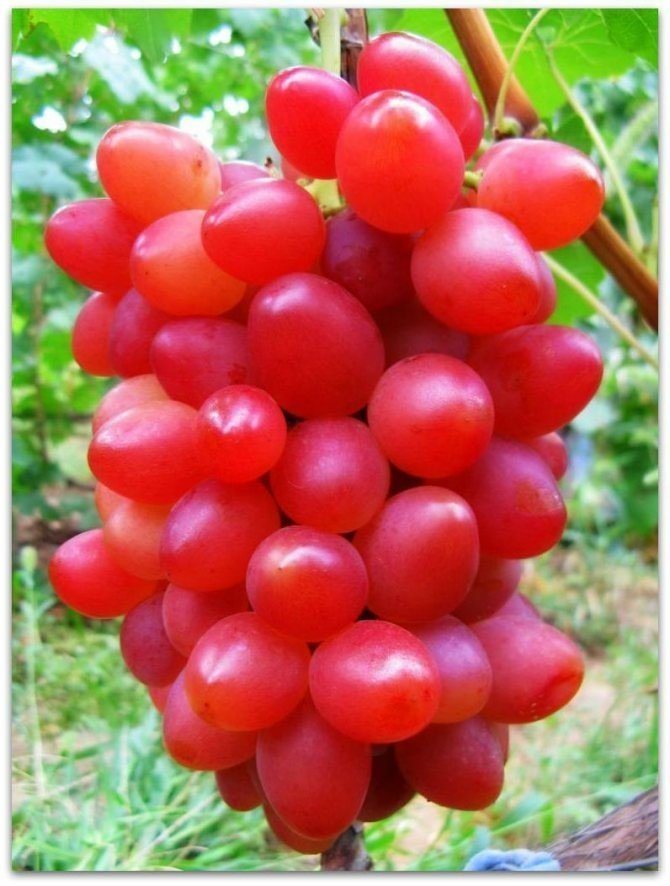 Сорт винограда дынька