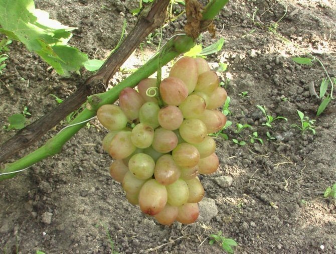 Сорт винограда тасон