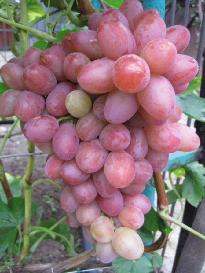 Виноград киш-миш розовый