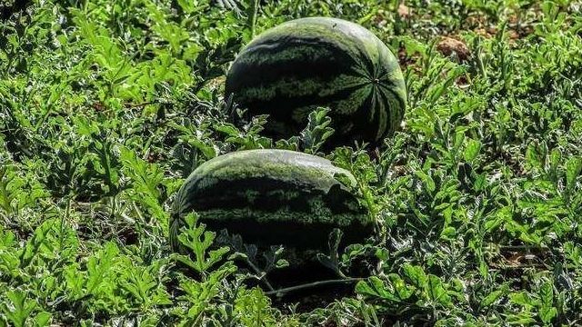 Выращиваем арбуз в открытом грунте – Как ухаживать за арбузом, чтобы получить урожай