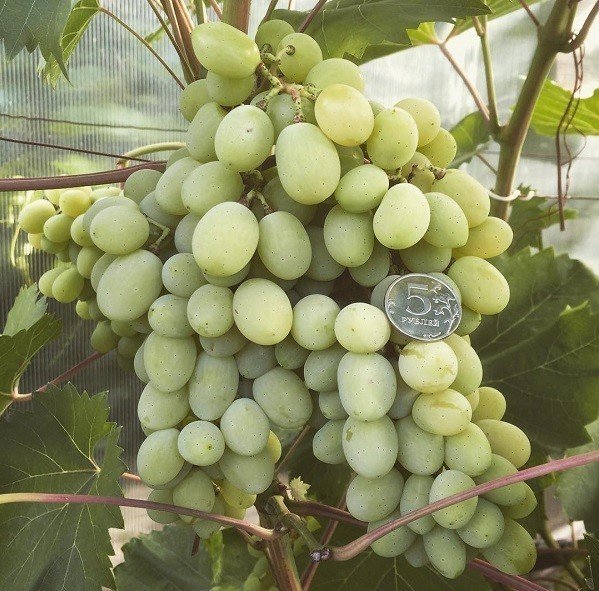 Сорт винограда августин